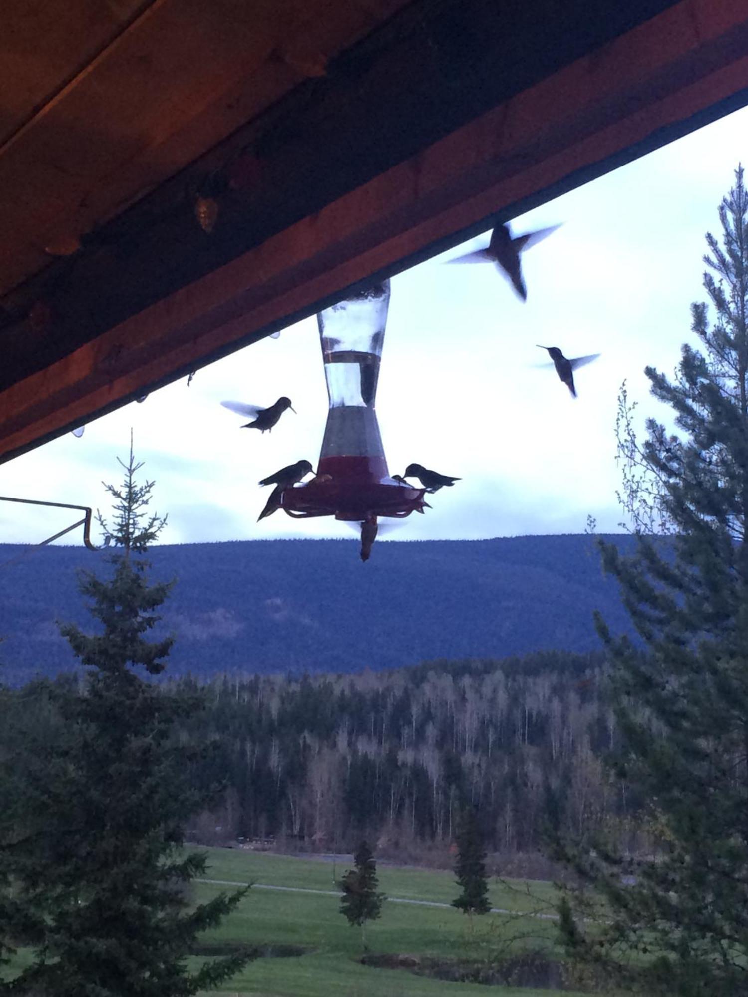 Helmcken Falls Lodge Cabin Rooms And Rv Park Clearwater Exteriör bild